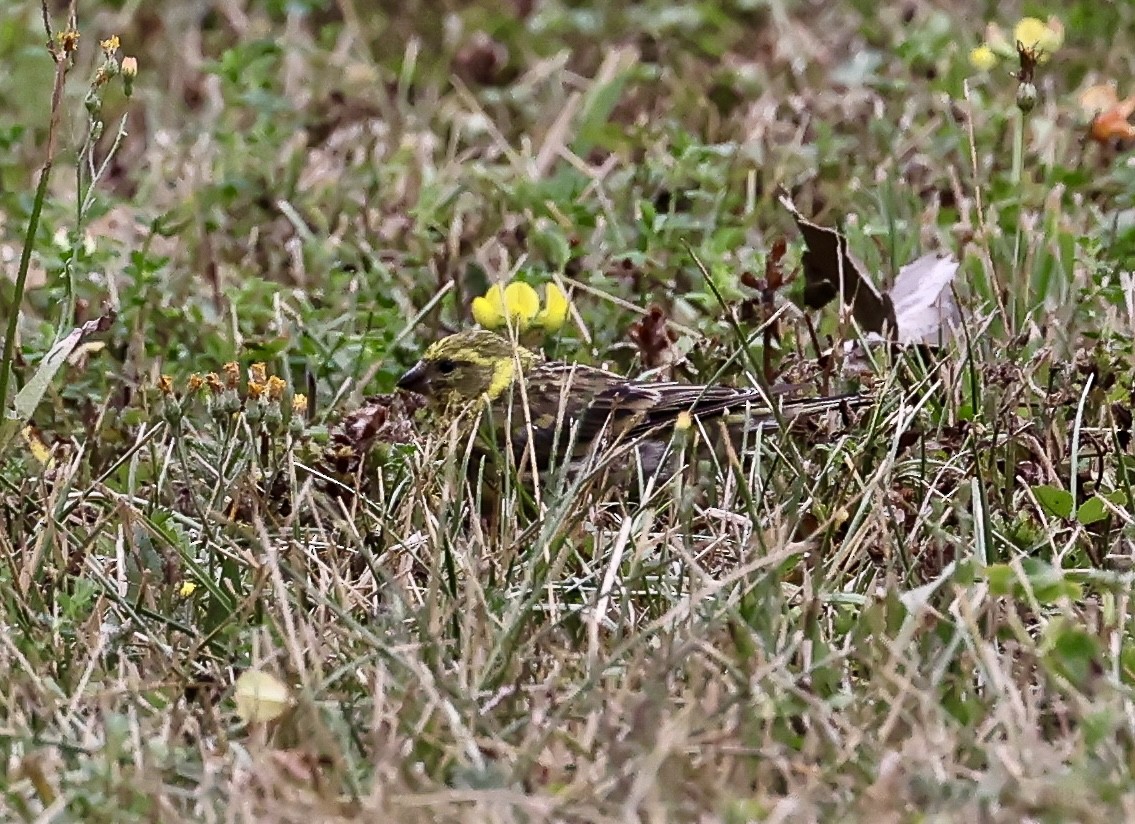 European Serin - ML640810637