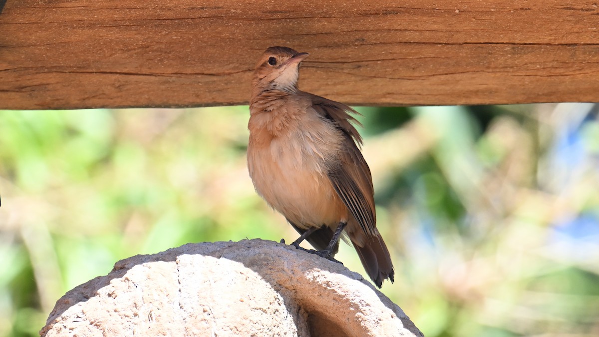 Rufous Hornero - ML640810638