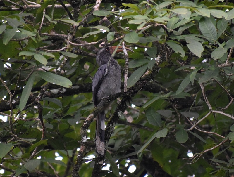 Malabar Gray Hornbill - ML640810653