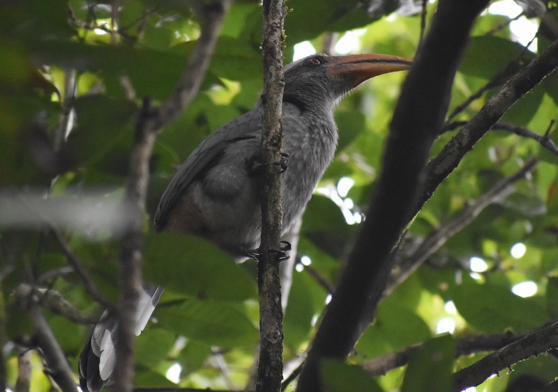 Malabar Gray Hornbill - ML640810654