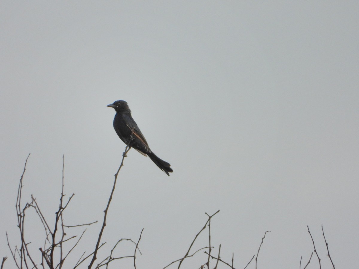 Königsdrongo - ML640810659