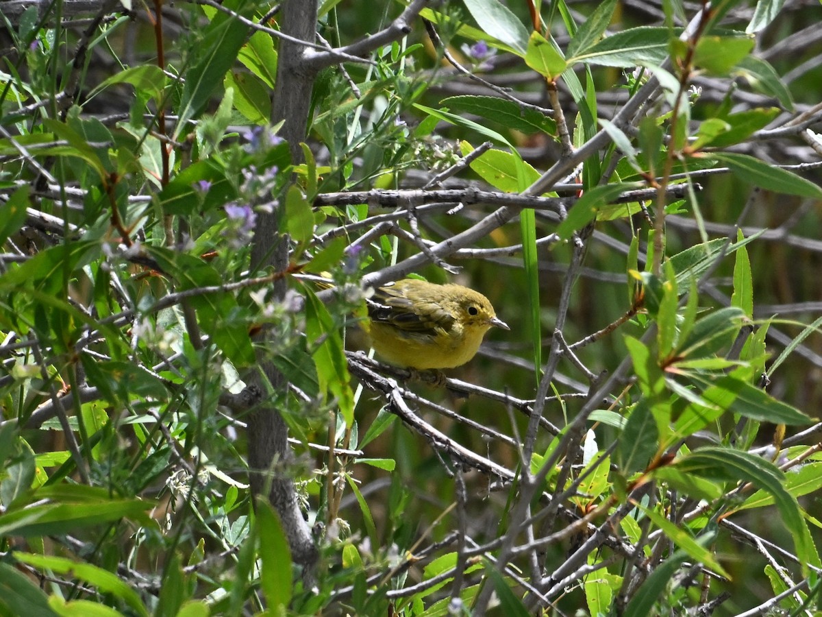 Yellow Warbler (Northern) - ML640810670