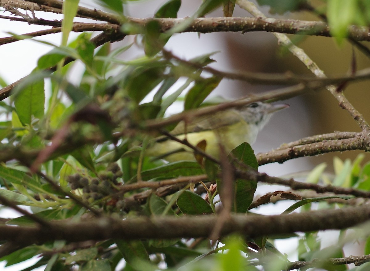 Braunkappenvireo - ML640810673
