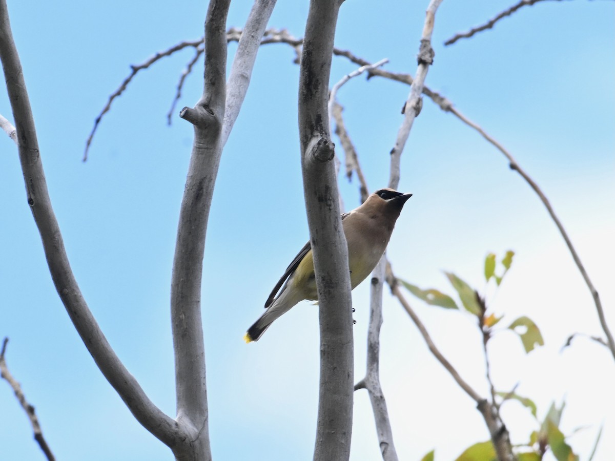 Cedar Waxwing - ML640810677