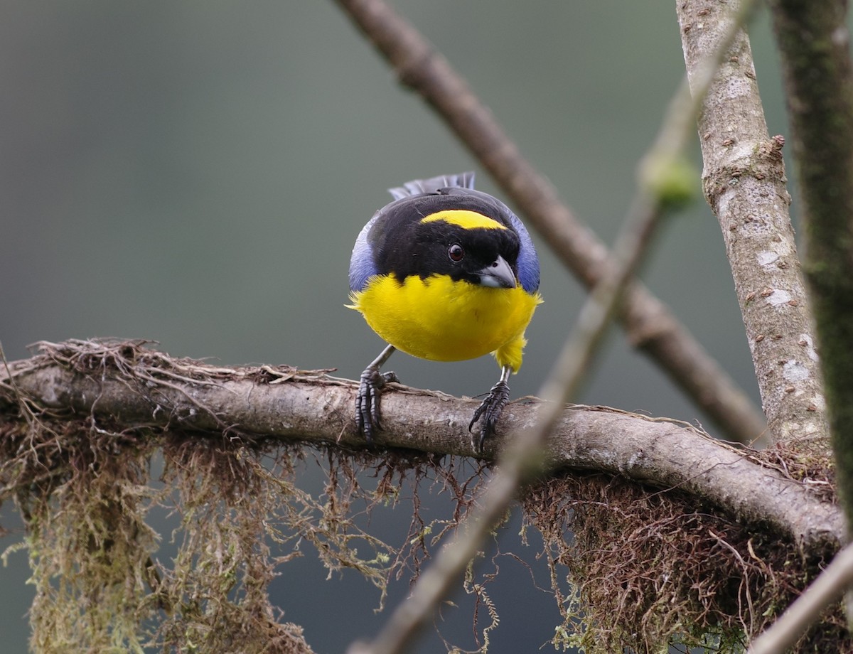 Blue-winged Mountain Tanager - ML640810681
