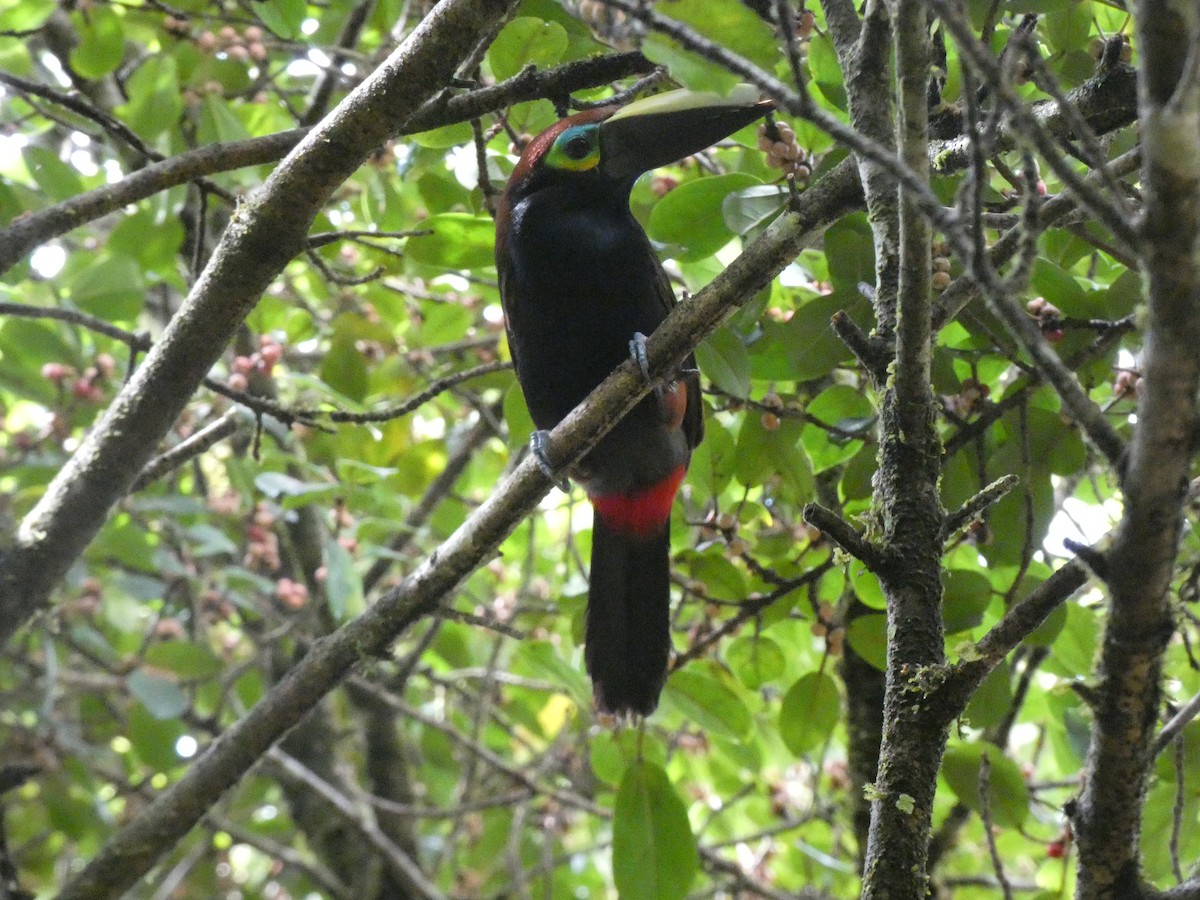 Yellow-eared Toucanet - ML640810687