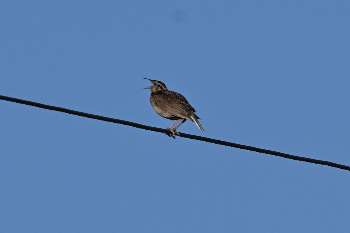 Chihuahuan Meadowlark - ML640810693