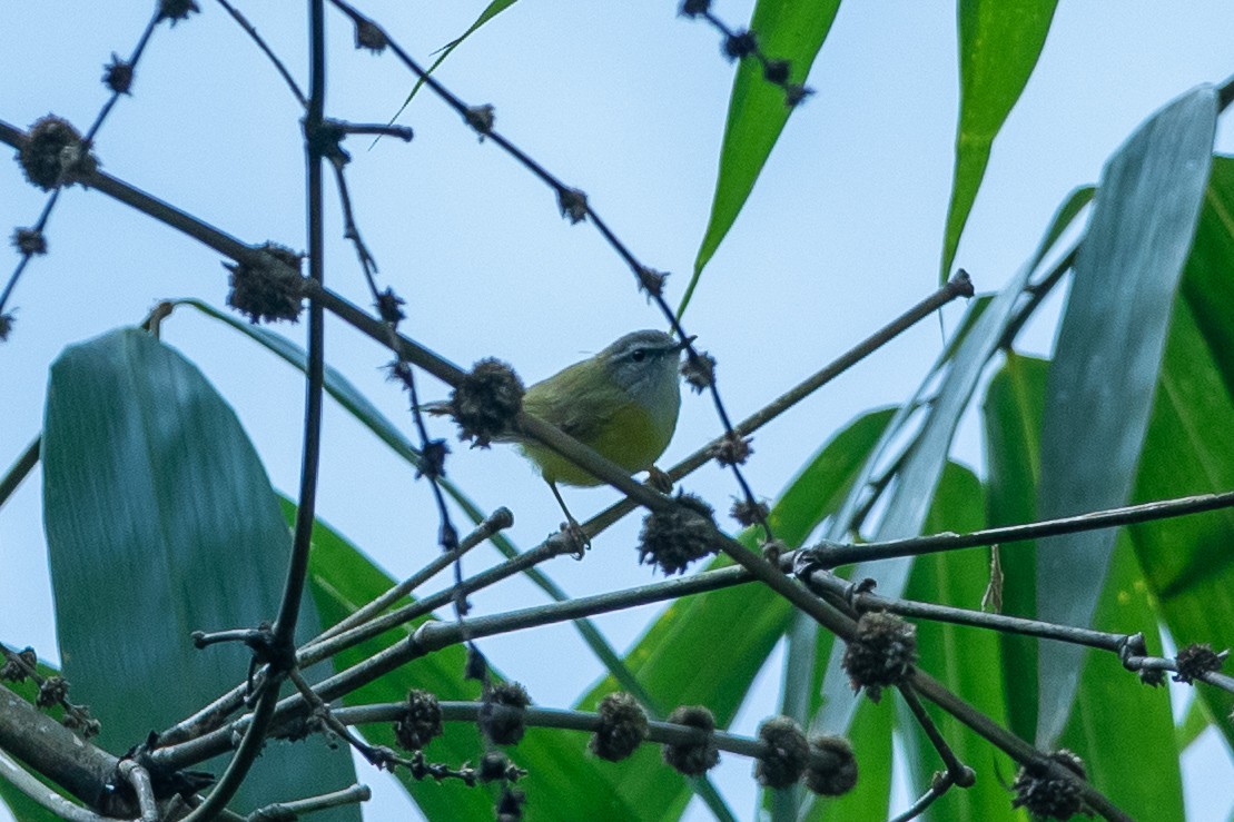 Yellow-bellied Warbler - ML640810741