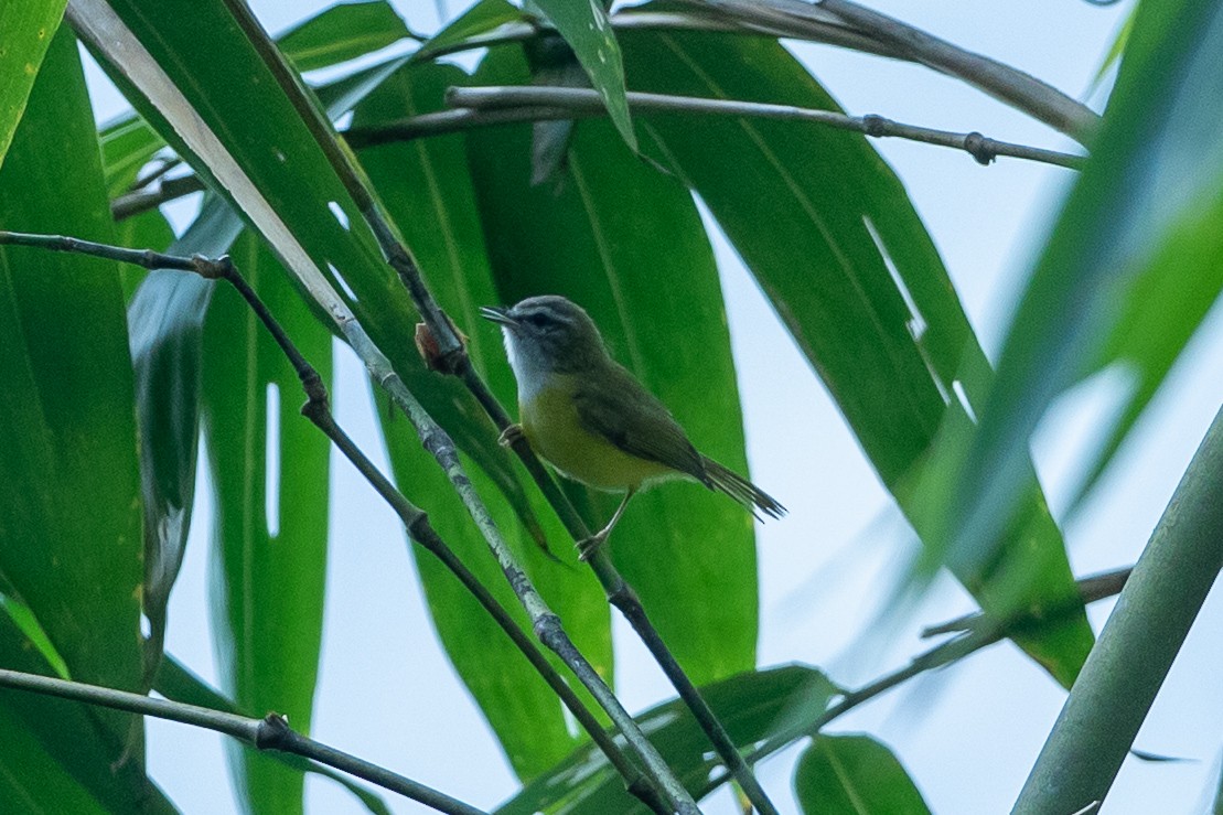 Yellow-bellied Warbler - ML640810743