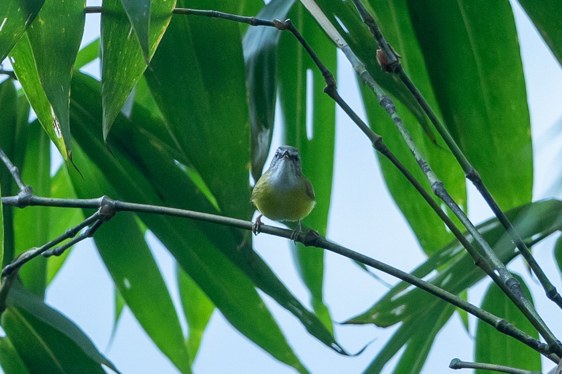 Yellow-bellied Warbler - ML640810744