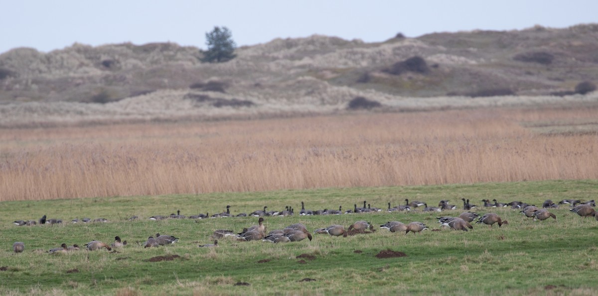 Pink-footed Goose - ML640810755