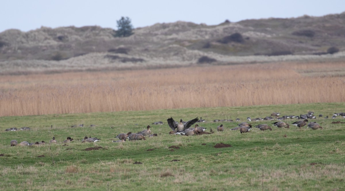Pink-footed Goose - ML640810756