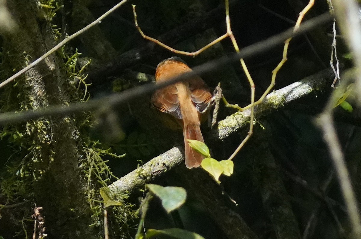 Bécarde à calotte rousse - ML640810776