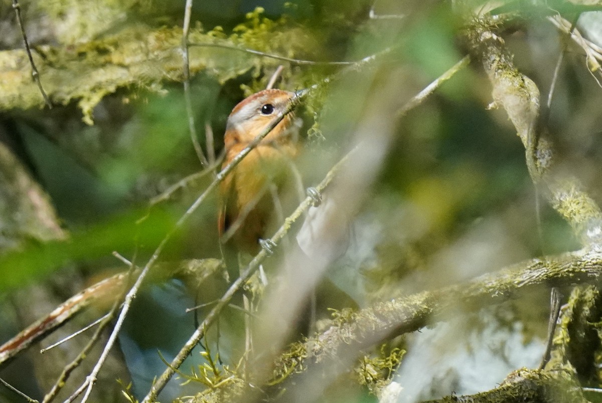 Bécarde à calotte rousse - ML640810809