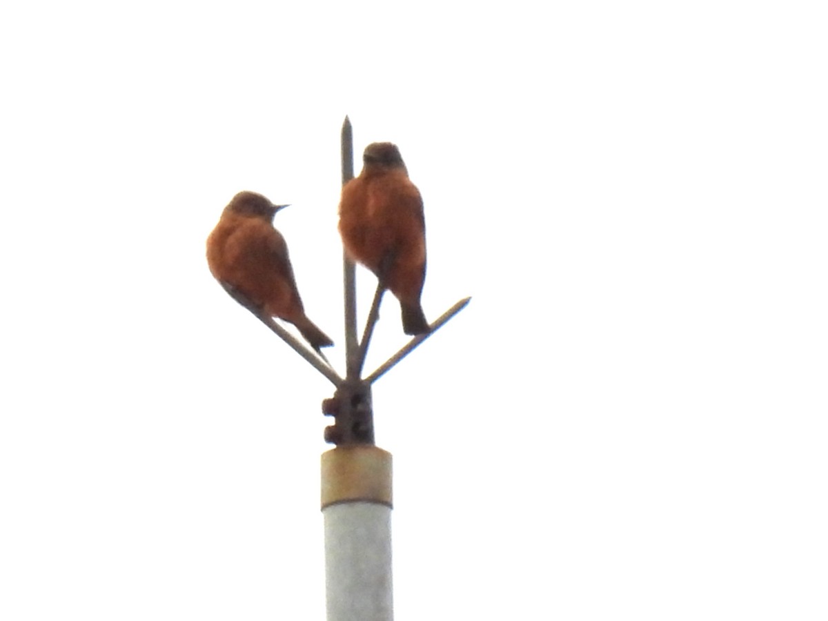 Cliff Flycatcher - ML640810815