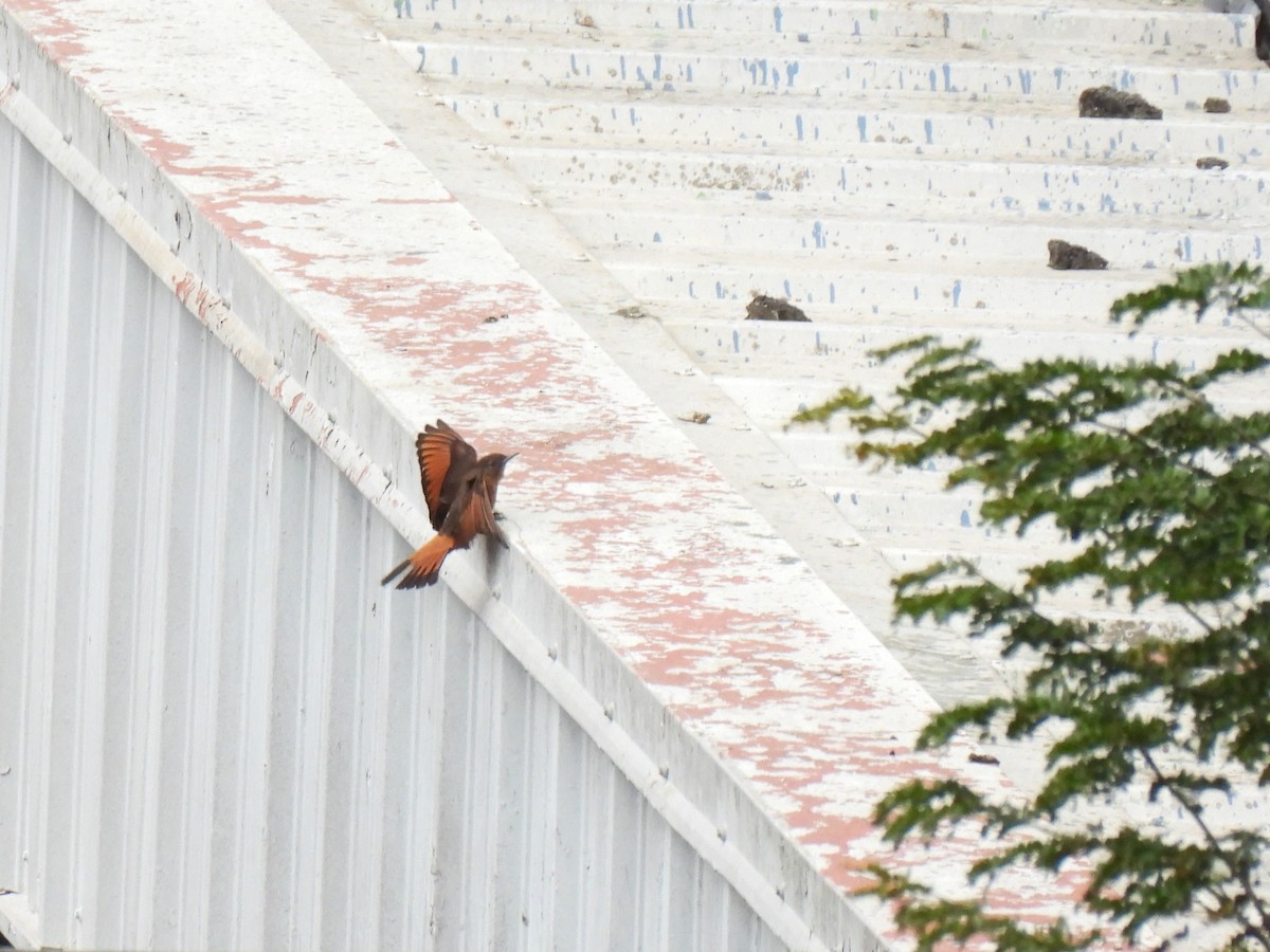 Cliff Flycatcher - ML640810828