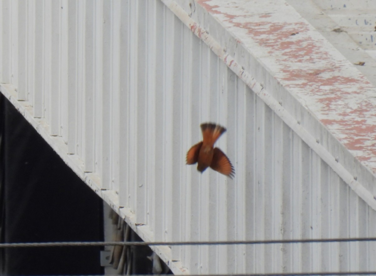 Cliff Flycatcher - ML640810831