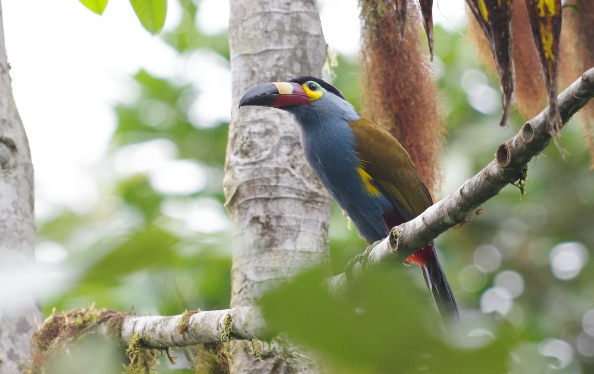 Plate-billed Mountain-Toucan - ML640810832