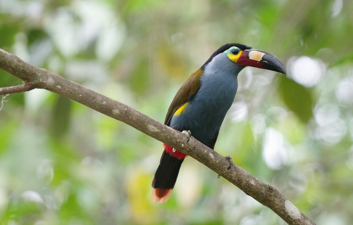 Plate-billed Mountain-Toucan - ML640810834