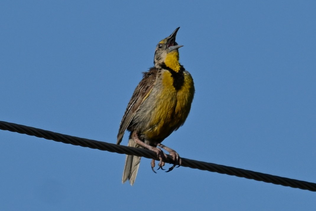Chihuahuan Meadowlark - ML640810835