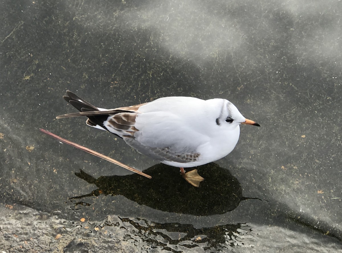 Black-headed Gull - ML640810836