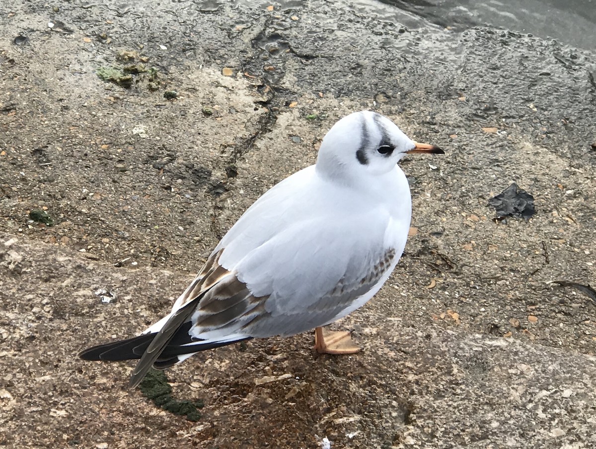 Black-headed Gull - ML640810837