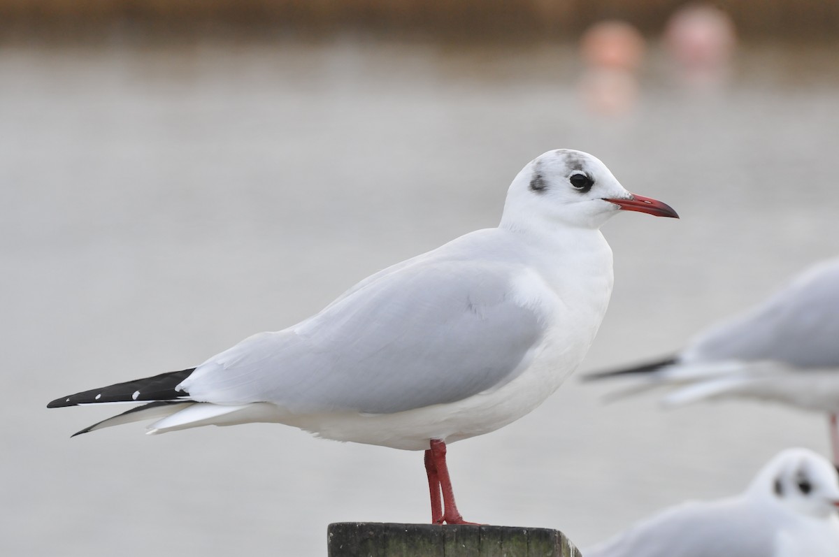 Black-headed Gull - ML640810838