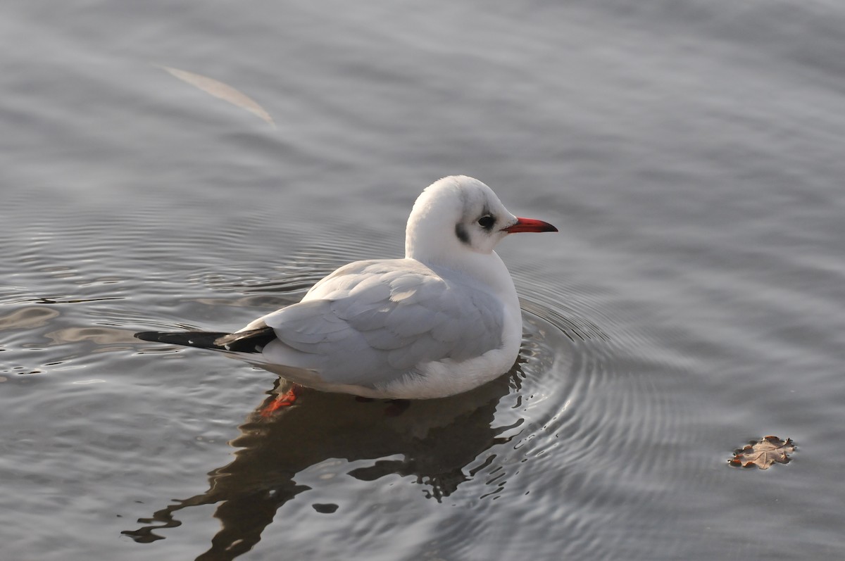 Black-headed Gull - ML640810839