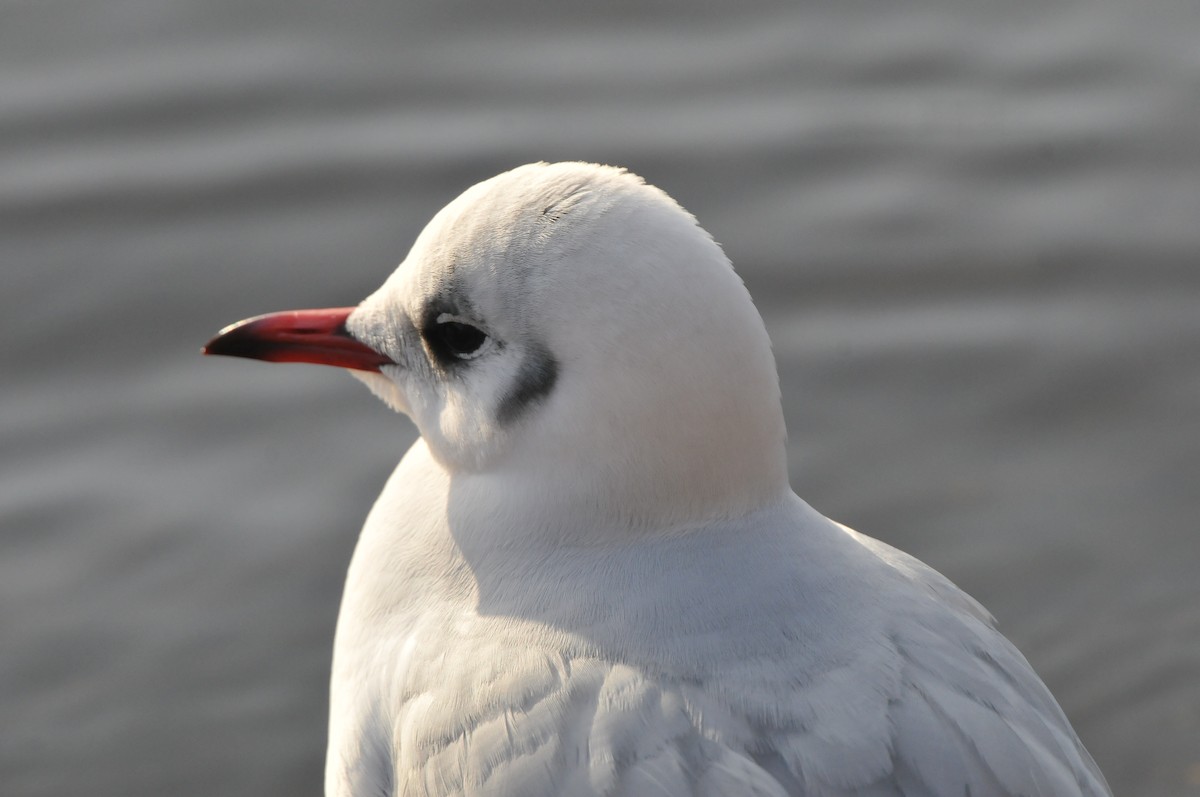 Black-headed Gull - ML640810840