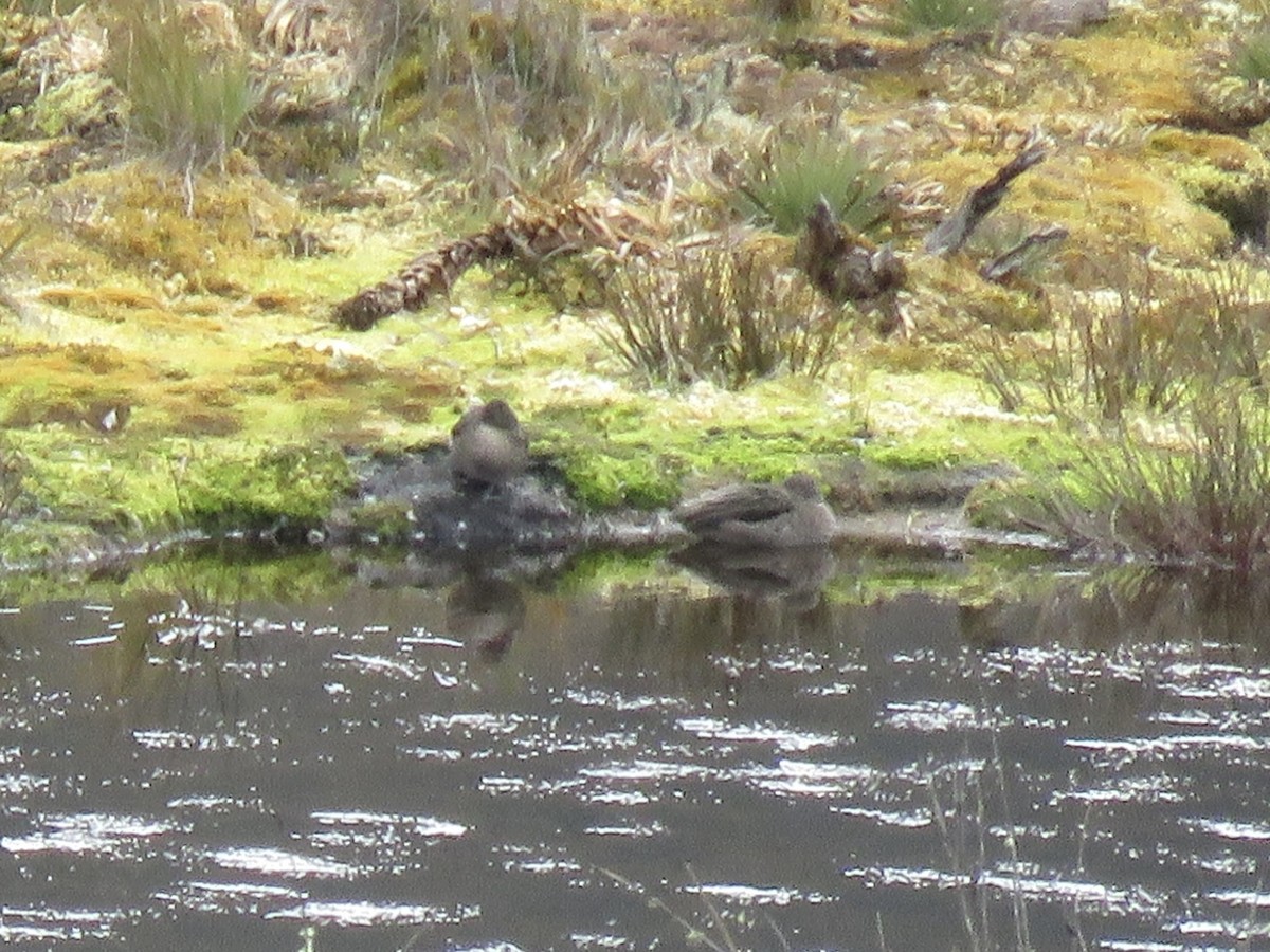 Andean Teal - ML640810854