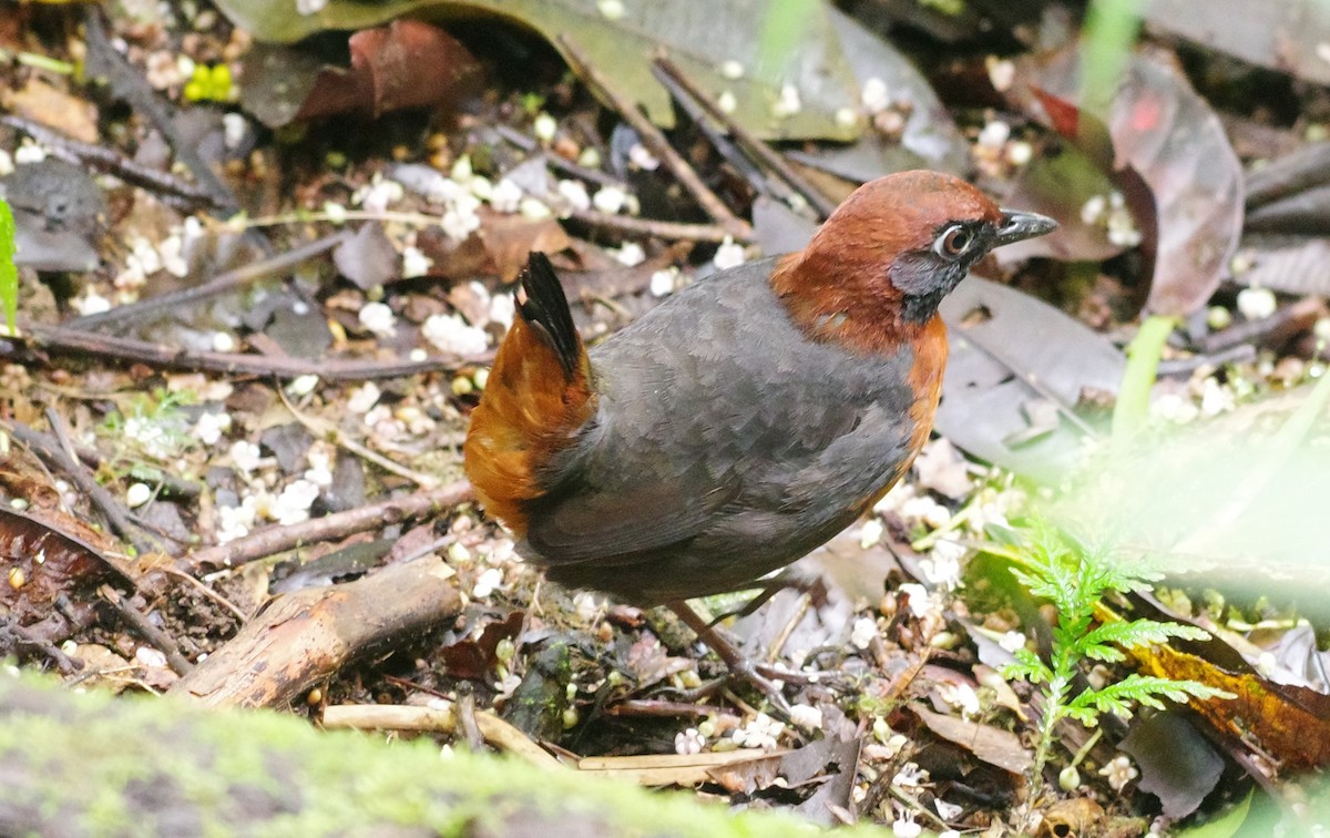 rødbrystmaurrikse - ML640810877