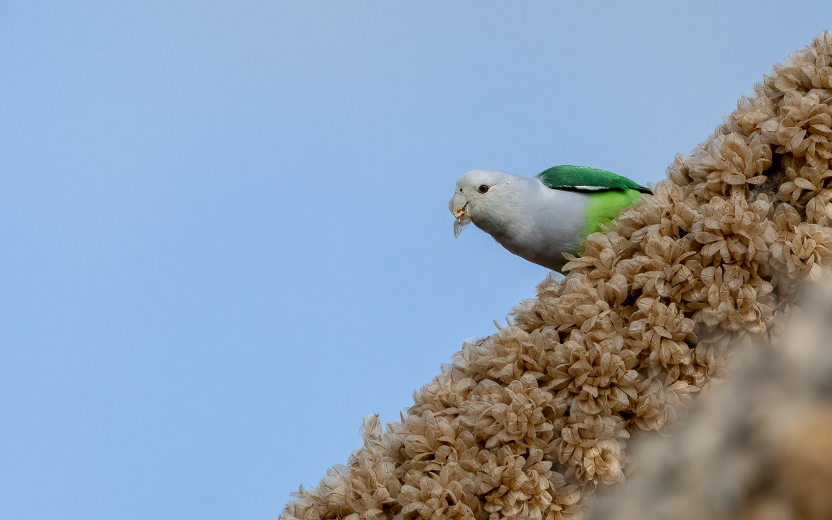 Gray-headed Lovebird - ML640810955