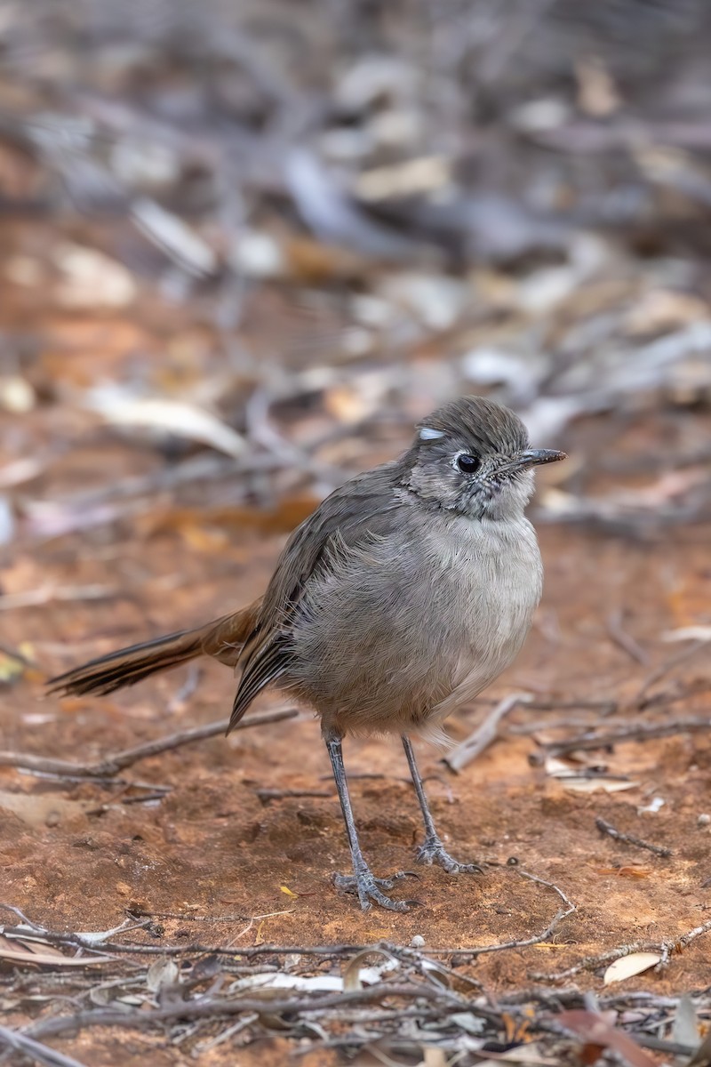 Southern Scrub-Robin - ML640810962