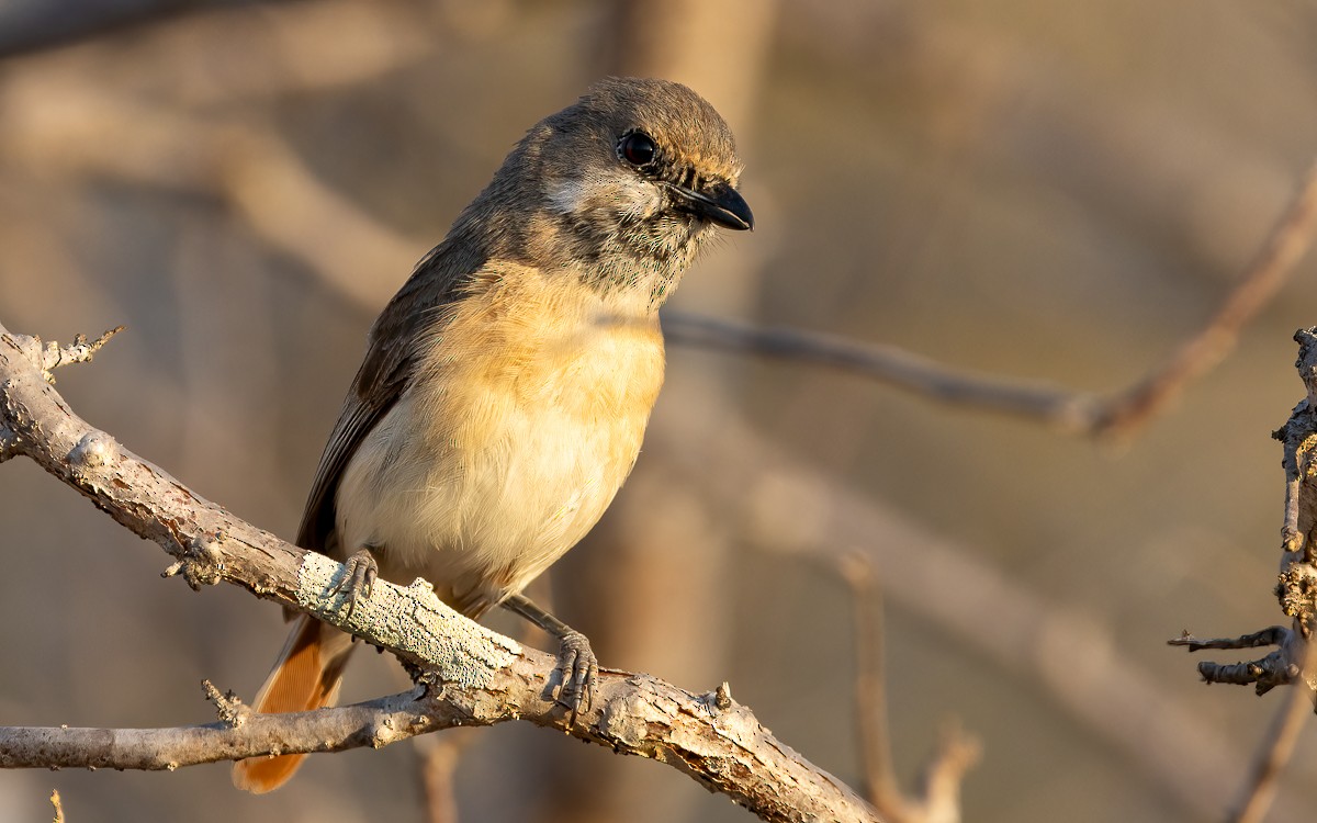 Red-tailed Vanga - ML640810974