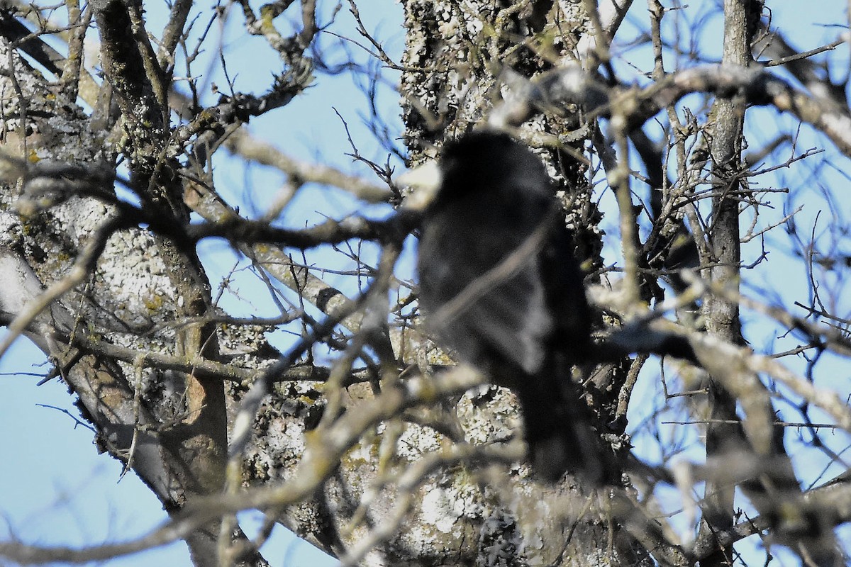Solitary Black Cacique - ML640810977