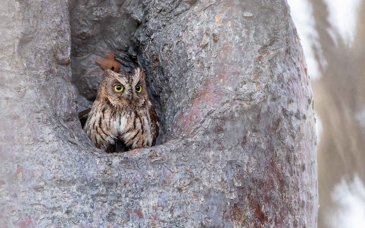 Madagascar Scops-Owl (Torotoroka) - ML640810987