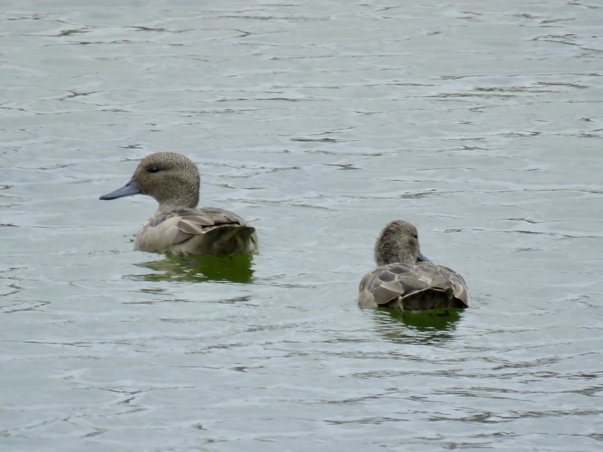Andean Teal - ML640811010
