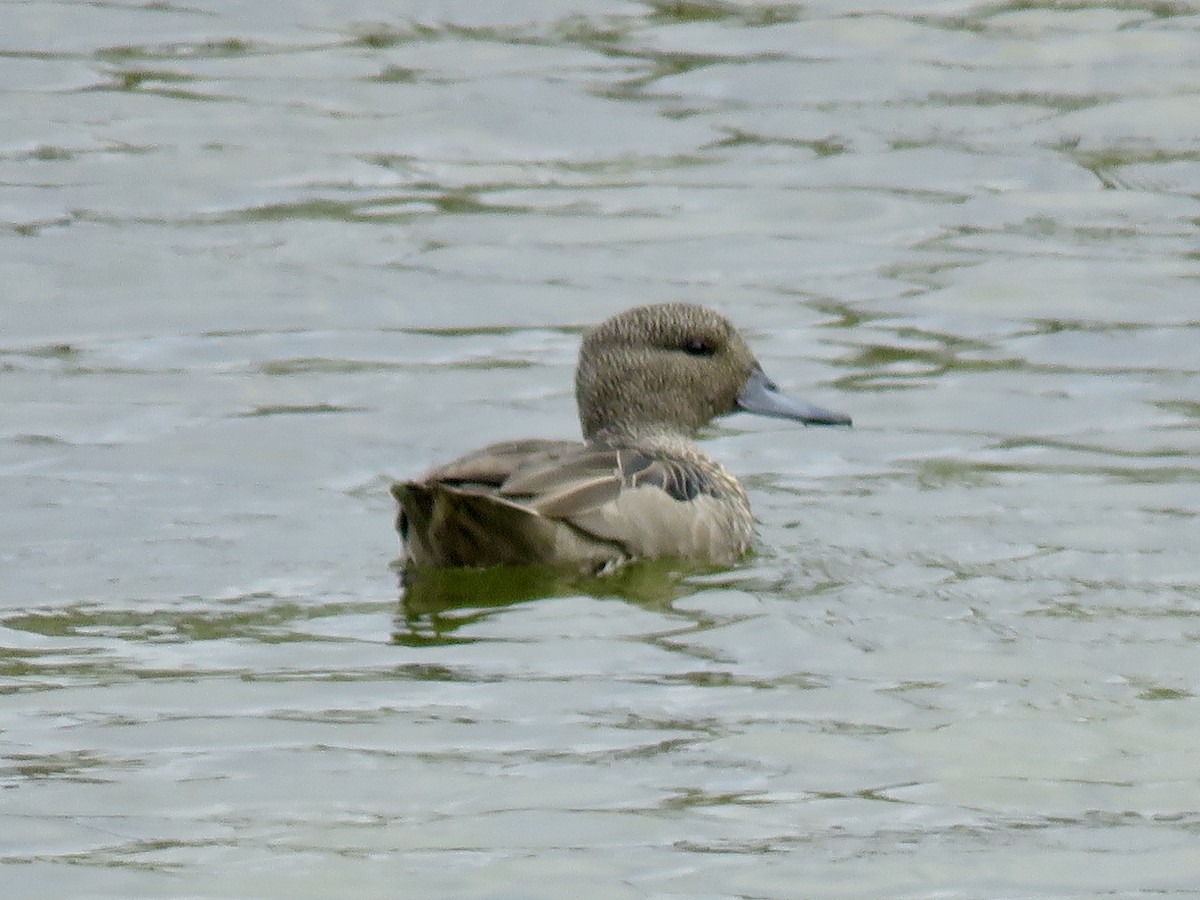 Andean Teal - ML640811011