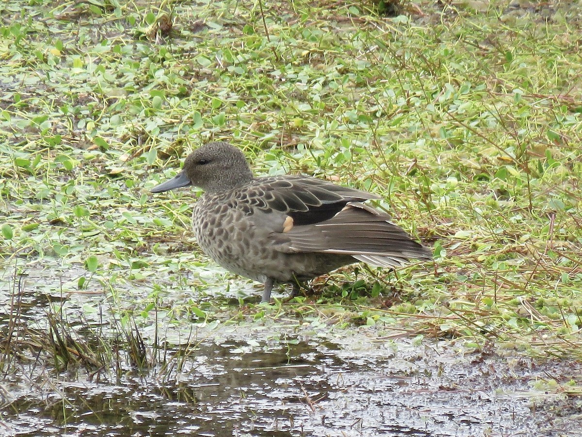 Andean Teal - ML640811012