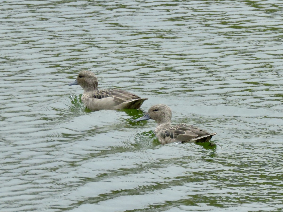 Andean Teal - ML640811013