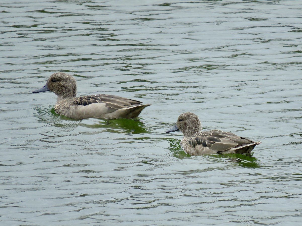 Andean Teal - ML640811014