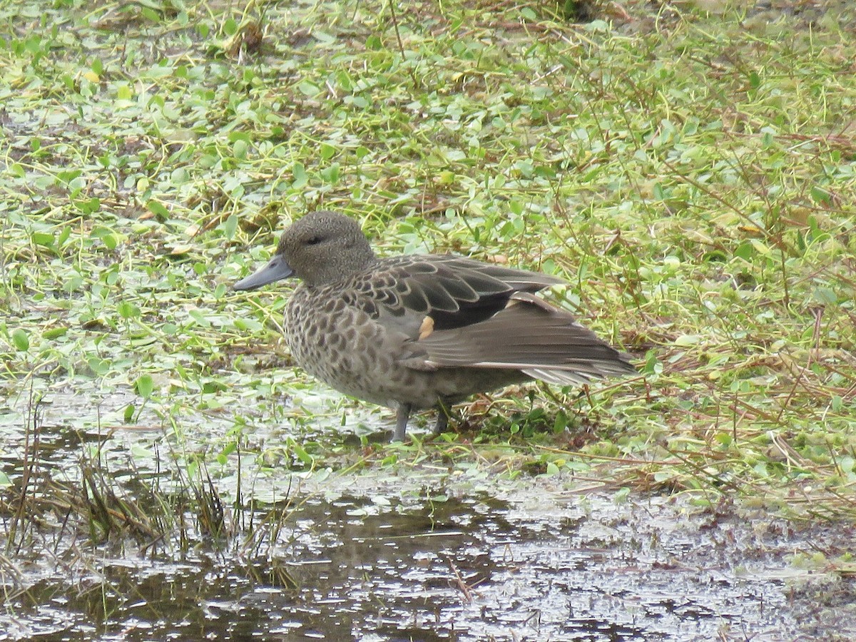 Andean Teal - ML640811015