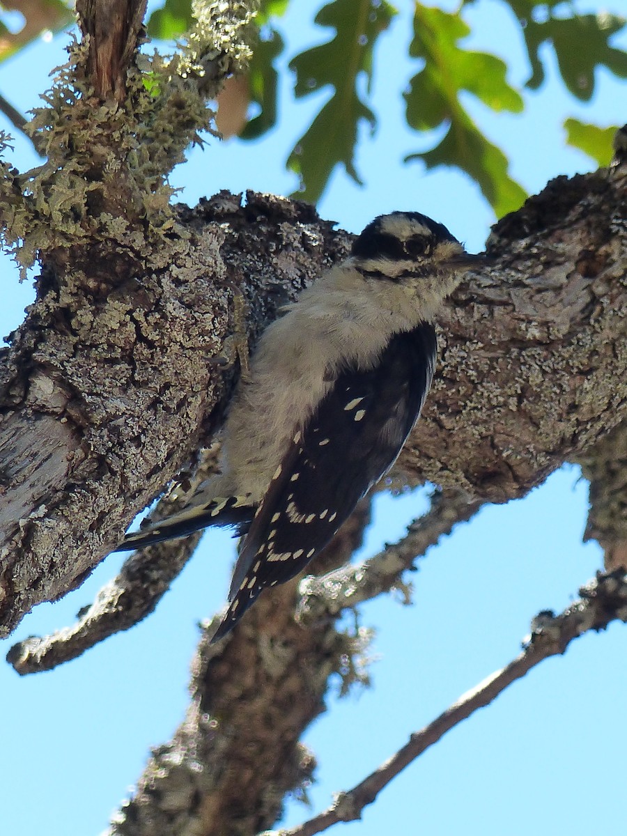 Downy Woodpecker - ML640811036