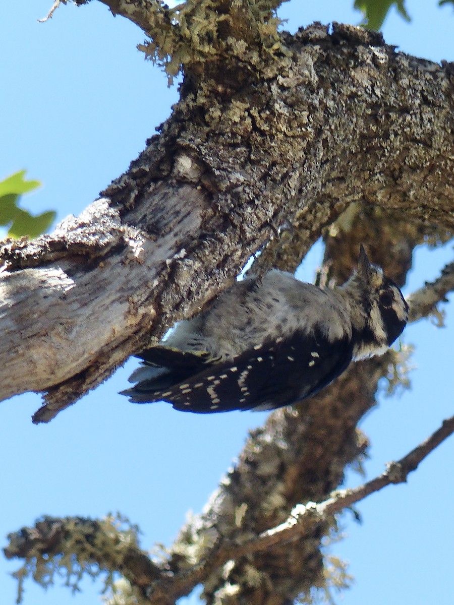 Downy Woodpecker - ML640811059