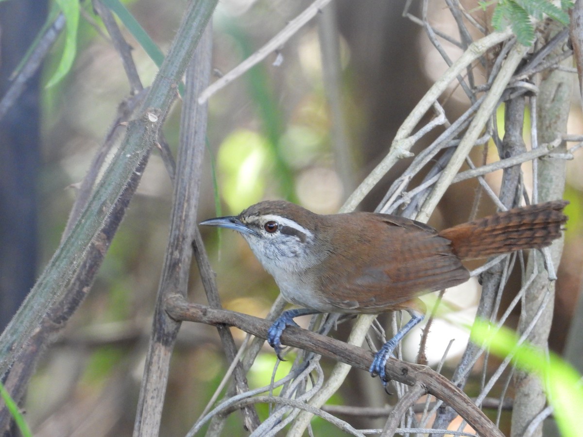 Cabanis's Wren - ML640811060
