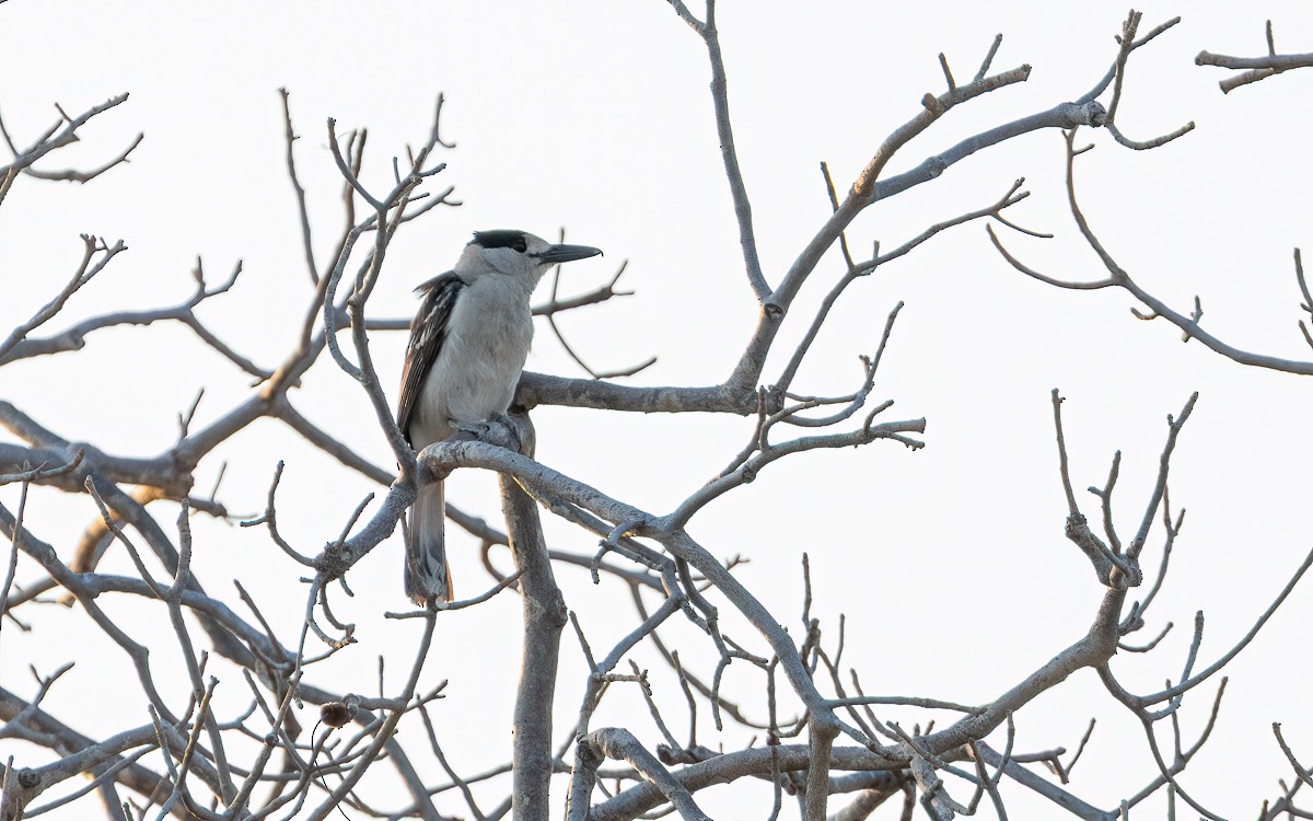 Hook-billed Vanga (Black-crowned) - ML640811075