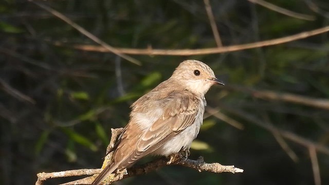 Spotted Flycatcher (Mediterranean) - ML640811119