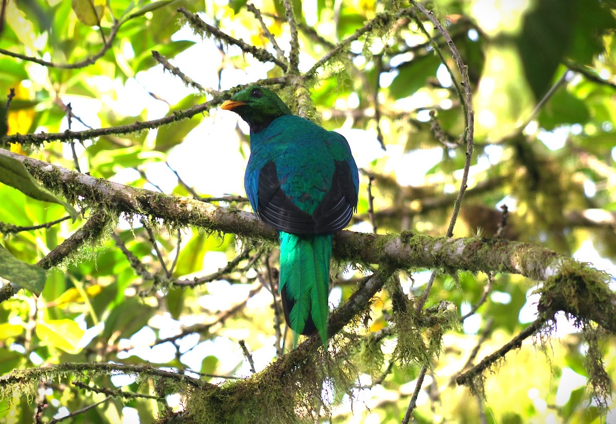 Quetzal doré - ML640811125