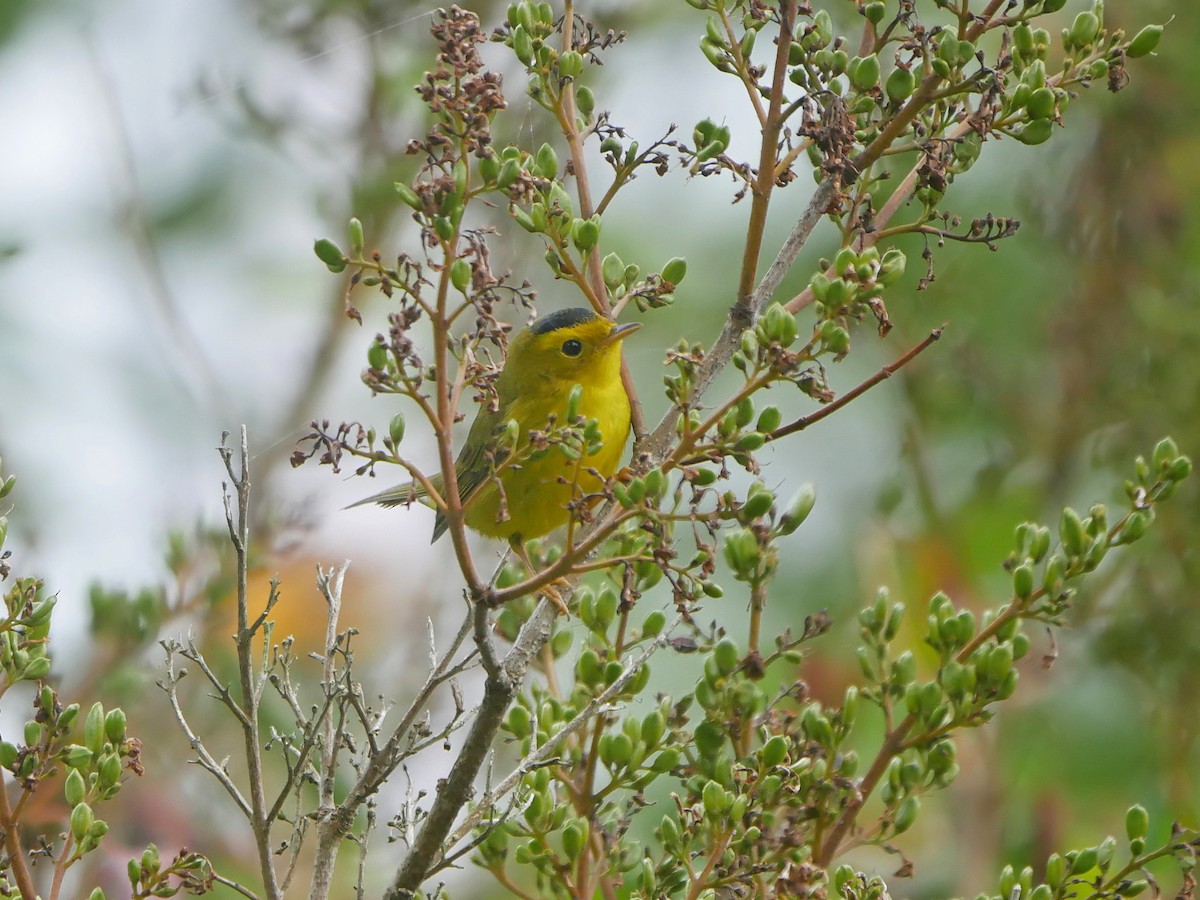 Wilson's Warbler - ML640811126