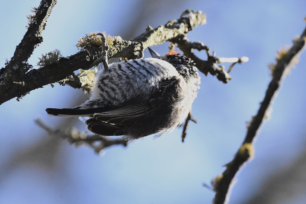 White-barred Piculet - ML640811128